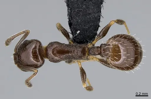 Temnothorax punctithorax specimen CASENT0007122 image casent0007122_1