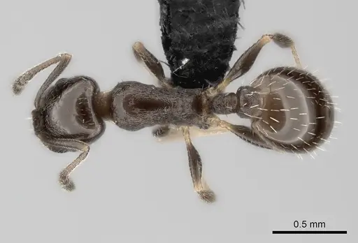 Temnothorax punctithorax specimen CASENT0007122 image casent0007122_2