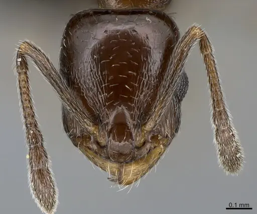 Temnothorax punctithorax specimen CASENT0007122 image casent0007122_3