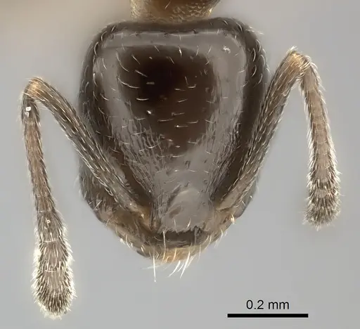 Temnothorax punctithorax specimen CASENT0007122 image casent0007122_4