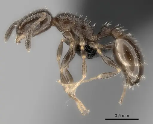 Temnothorax punctithorax specimen CASENT0007122 image casent0007122_6