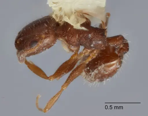 Temnothorax punctithorax specimen UTEPENTO60008 image utepento60008_1