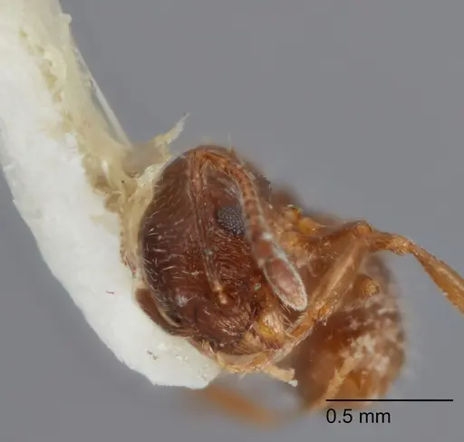 Temnothorax punctithorax specimen UTEPENTO60008 image utepento60008_2