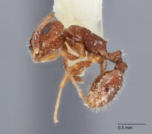 Temnothorax punctithorax specimen UTEPENTO60008 image utepento60008_3
