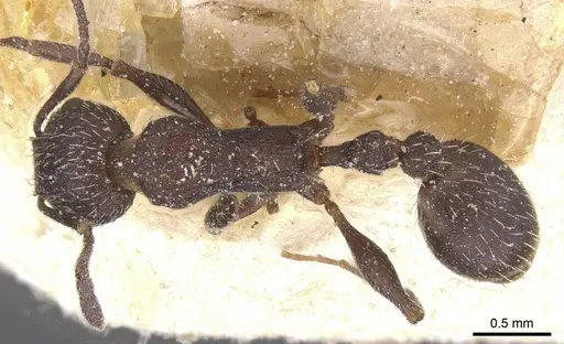 Temnothorax pupseli specimen CASENT0912913 image casent0912913_1