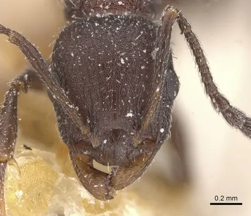 Temnothorax pupseli specimen CASENT0912913 image casent0912913_2