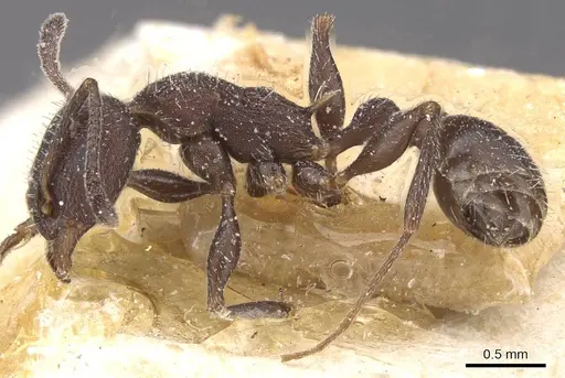Temnothorax pupseli specimen CASENT0912913 image casent0912913_3