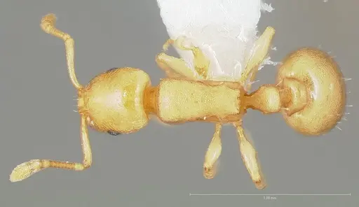 Temnothorax quasimodo specimen CASENT0005694 image casent0005694_1