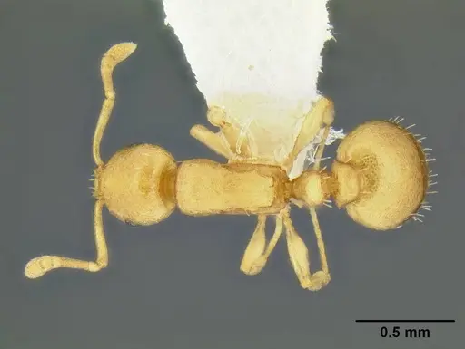 Temnothorax quasimodo specimen CASENT0005694 image casent0005694_2