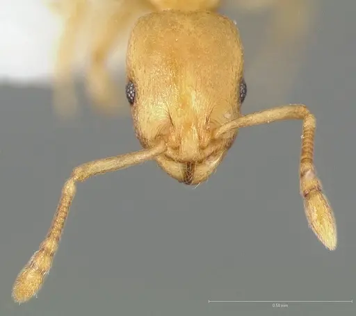 Temnothorax quasimodo specimen CASENT0005694 image casent0005694_3