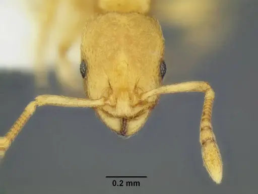Temnothorax quasimodo specimen CASENT0005694 image casent0005694_4