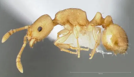Temnothorax quasimodo specimen CASENT0005694 image casent0005694_5