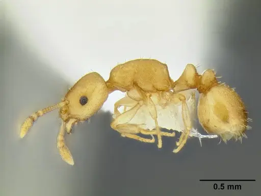Temnothorax quasimodo specimen CASENT0005694 image casent0005694_6