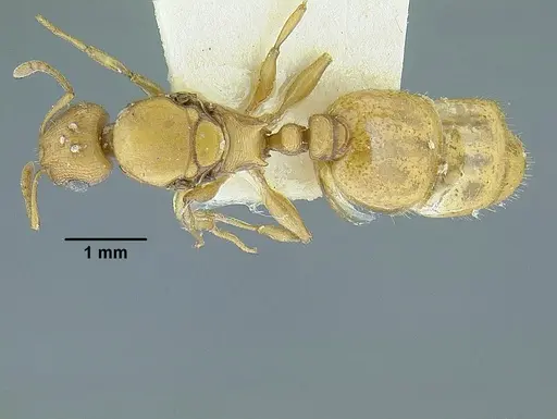 Temnothorax quercicola specimen LACMENT323216 image lacment323216_1