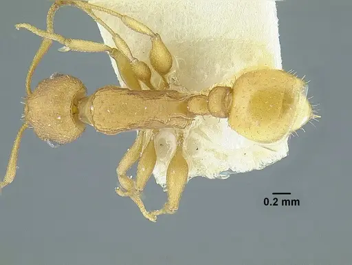 Temnothorax quercicola specimen LACMENT323216 image lacment323216_2