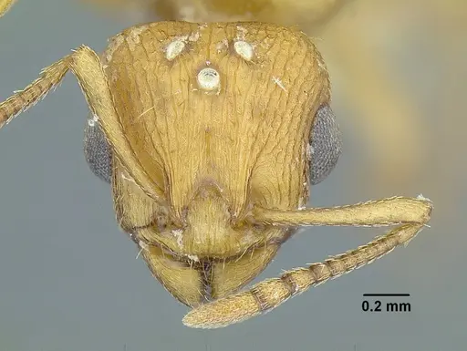 Temnothorax quercicola specimen LACMENT323216 image lacment323216_3