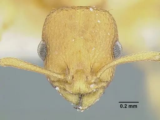 Temnothorax quercicola specimen LACMENT323216 image lacment323216_4