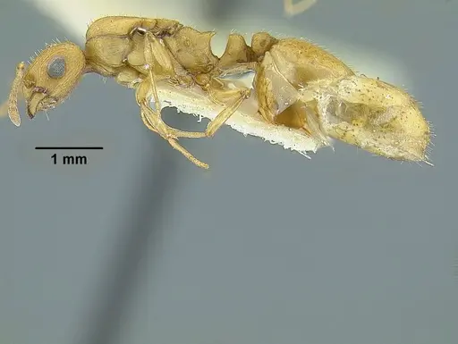 Temnothorax quercicola specimen LACMENT323216 image lacment323216_5