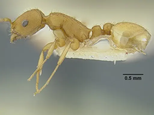 Temnothorax quercicola specimen LACMENT323216 image lacment323216_6