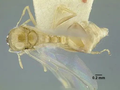 Temnothorax quercicola specimen LACMENT323217 image lacment323217_1