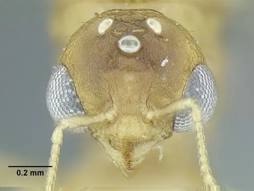 Temnothorax quercicola specimen LACMENT323217 image lacment323217_2