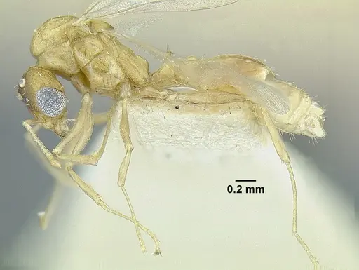 Temnothorax quercicola specimen LACMENT323217 image lacment323217_3