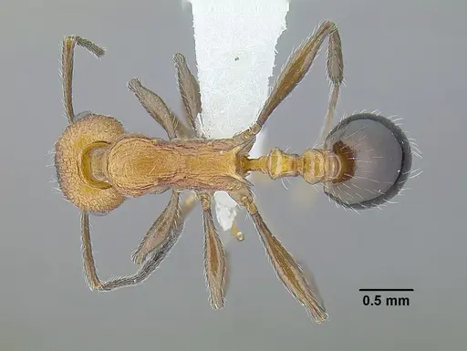 Temnothorax quetzal specimen CASENT0614495 image casent0614495_1
