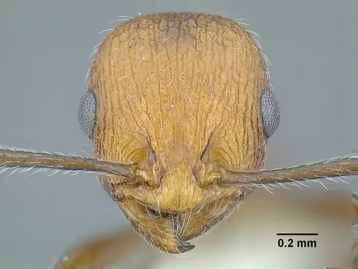 Temnothorax quetzal specimen CASENT0614495 image casent0614495_2