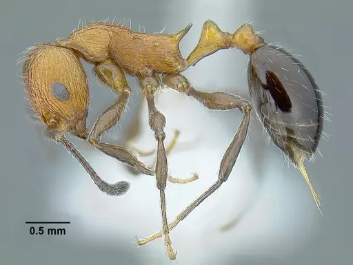 Temnothorax quetzal specimen CASENT0614495 image casent0614495_3