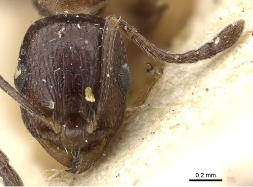 Temnothorax risii specimen CASENT0904740 image casent0904740_2