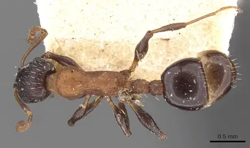 Temnothorax risii specimen CASENT0909009 image casent0909009_1