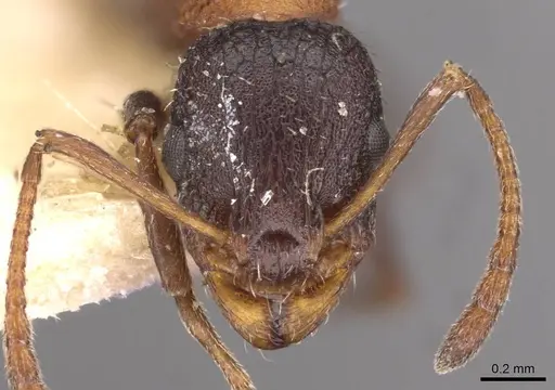 Temnothorax risii specimen CASENT0909009 image casent0909009_2