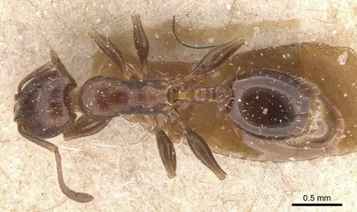 Temnothorax risii specimen CASENT0912987 image casent0912987_1
