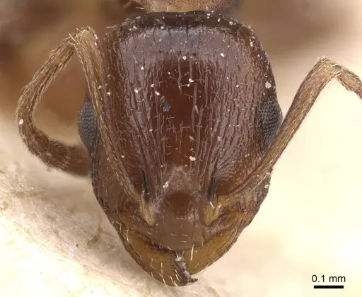 Temnothorax risii specimen CASENT0912987 image casent0912987_2