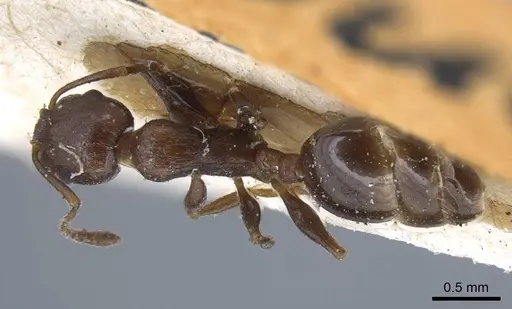 Temnothorax risii specimen CASENT0917037 image casent0917037_1