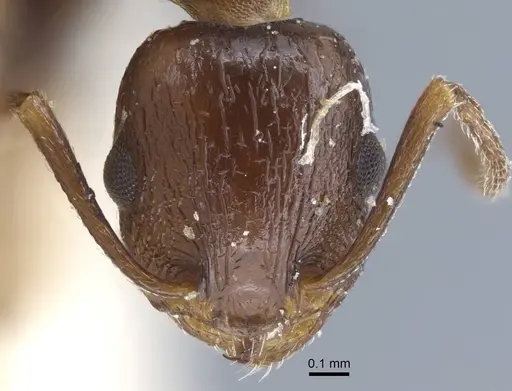 Temnothorax risii specimen CASENT0917037 image casent0917037_2
