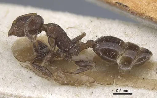 Temnothorax risii specimen CASENT0917037 image casent0917037_3