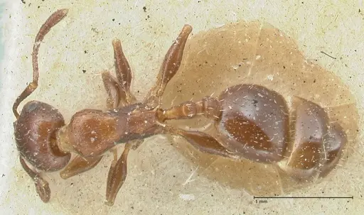 Temnothorax risii specimen FOCOL2027 image focol2027_1