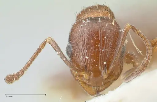 Temnothorax risii specimen FOCOL2027 image focol2027_2