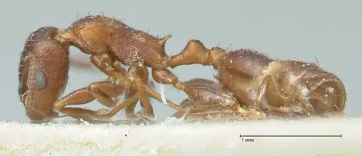 Temnothorax risii specimen FOCOL2027 image focol2027_3
