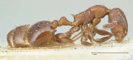 Temnothorax risii specimen FOCOL2027 image focol2027_4
