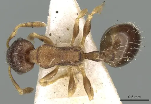 Temnothorax rothneyi specimen CASENT0906179 image casent0906179_1