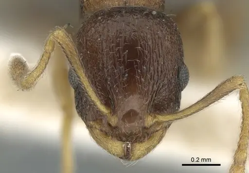 Temnothorax rothneyi specimen CASENT0906179 image casent0906179_2