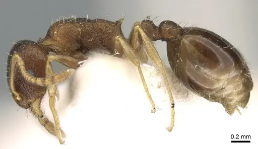 Temnothorax rothneyi specimen CASENT0906179 image casent0906179_3