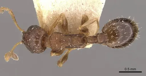 Temnothorax rothneyi specimen CASENT0909054 image casent0909054_1