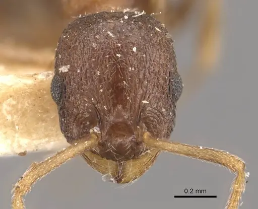 Temnothorax rothneyi specimen CASENT0909054 image casent0909054_2