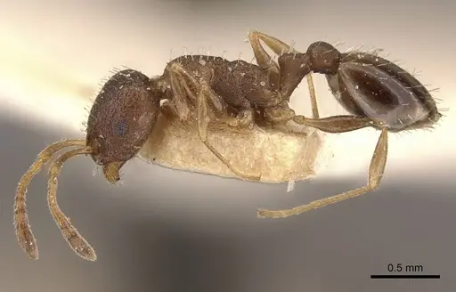 Temnothorax rothneyi specimen CASENT0909054 image casent0909054_3
