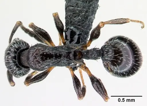 Temnothorax rottenbergii specimen CASENT0010029 image casent0010029_1