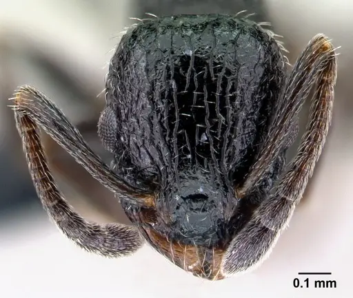 Temnothorax rottenbergii specimen CASENT0010029 image casent0010029_2