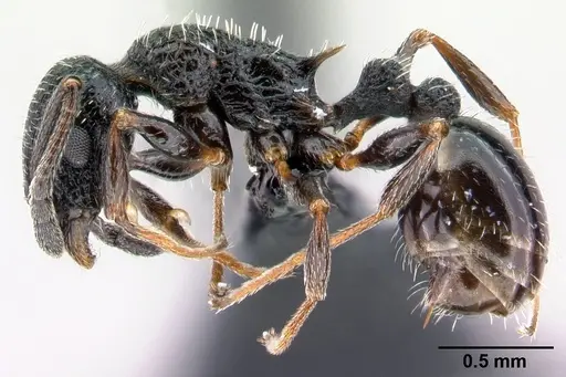 Temnothorax rottenbergii specimen CASENT0010029 image casent0010029_3